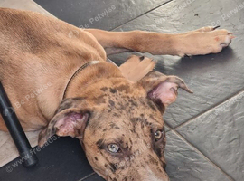 Catahoula leopard dog x Belgium malinois