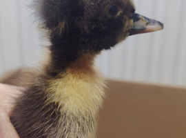 Indian Runner Ducklings
