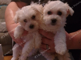 Maltese puppies