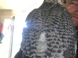 Lovely pair of males gyr sakers