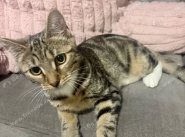 normal tabby cat