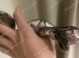 1 year old Wild type 100 het pied male ball python