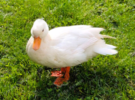 3 white call duck drakes
