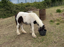 Filly cob for sale