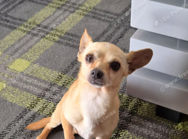 Chiweenie male