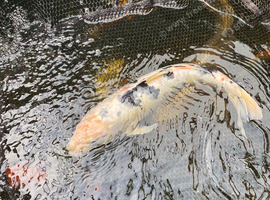 Koi