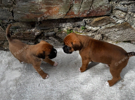 Champion breed boxer puppies