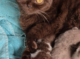 2 x stunning kittens available