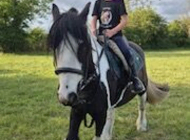 Loveable Piebald cob for Sale
