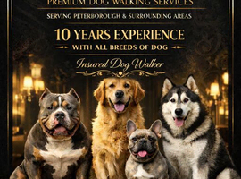 Lifestyle bullies premium dog walking service