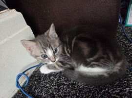 8 week old tabby kitten