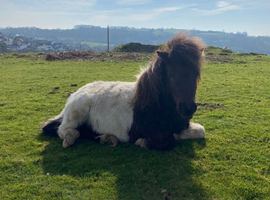 Shetland Gelding