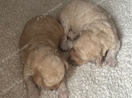 Miniature poodle