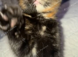 Tortie girl
