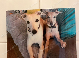Rehome in Suffolk