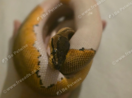 OD Pinstripe Pied 66% Het Sunset 50% Het Albino