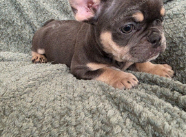 Beautiful Frenchie Pups