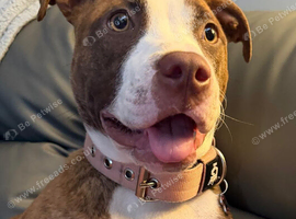 10 months old Staffy cross for rehome