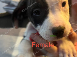 American bulldogs puppies