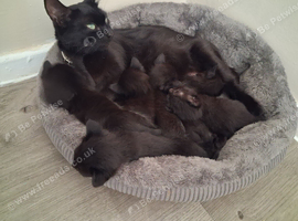 Kittens ready- 06-09-26