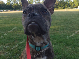 Stunning  Frenchie x staff boy