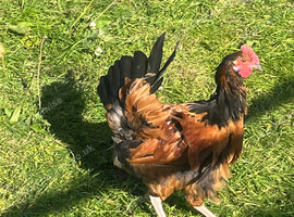 2 cross vorweck cockrells