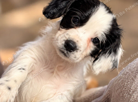 Cocker spaniel puppies