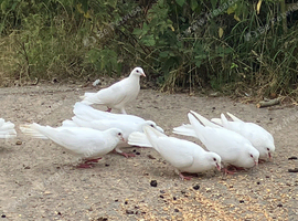 White Garden Doves