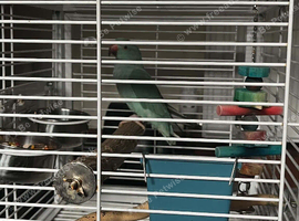 Blue baby ringneck
