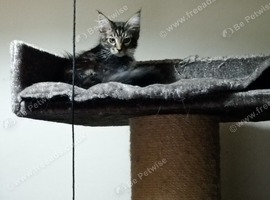 Stunning Maine Coon Kittens