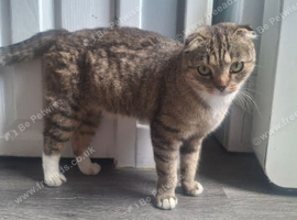 Girl cat