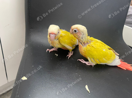 Cockatiel and conure chicks are ready to move to their new homes.