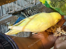 Female Latino (semi tame)