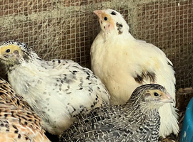 Jumbo & XL Jumbo POL Quail &bull; Hatched regularly