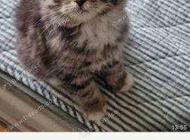 10 week old kittens
