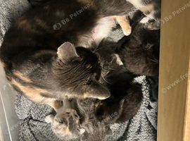 Female calico and male grey kittens