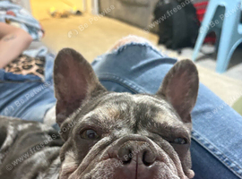 Male and female French bulldogs