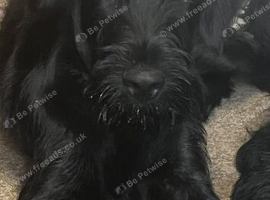 Beautiful 5Month old Black Russian terrier mix