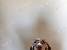 Beautiful Cocker Spaniel Available for Stud
