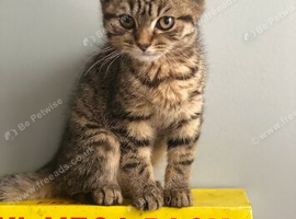 Beautiful kitten