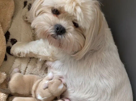 Lhasa Apso KC Breed Female Puppy Looking for a loving home