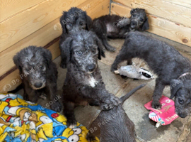 Bedlington terrier