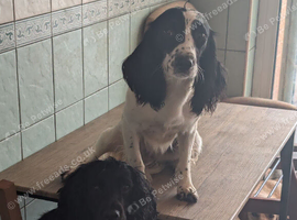 Jessie and Mazie