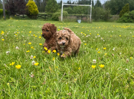 TOY POODLE PUPPIES