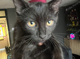 5 British grey and Black shorthair kiitens
