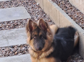 Beautiful kc blue&tan pup