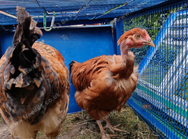 Hens