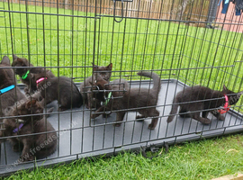 8 British Shorthair Kittens For Sale