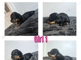 4 mini dachshund longhair puppys