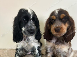 Kc registered show type spaniels